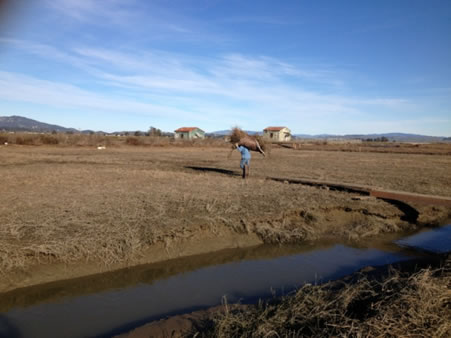 Hamilton Marsh Vegetation Removal image