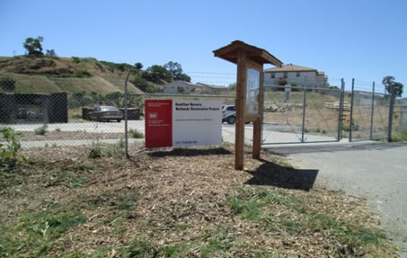 Hamilton Native Plant image