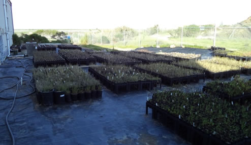 Hamilton Native Plant image